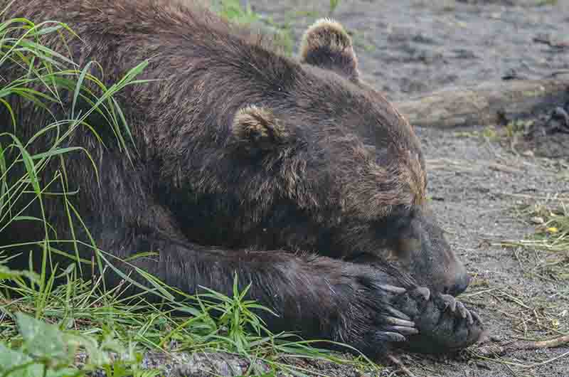 58 - Oso Pardo - Kamchatka - Rusia